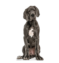Great Dane