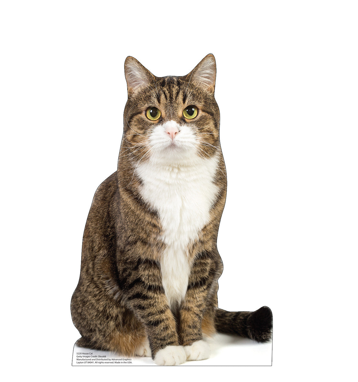 House Cat