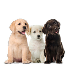 Puppy Group
