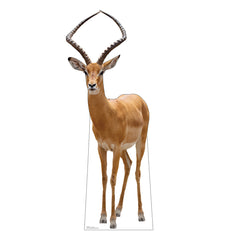 Impala