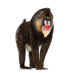 Mandrill