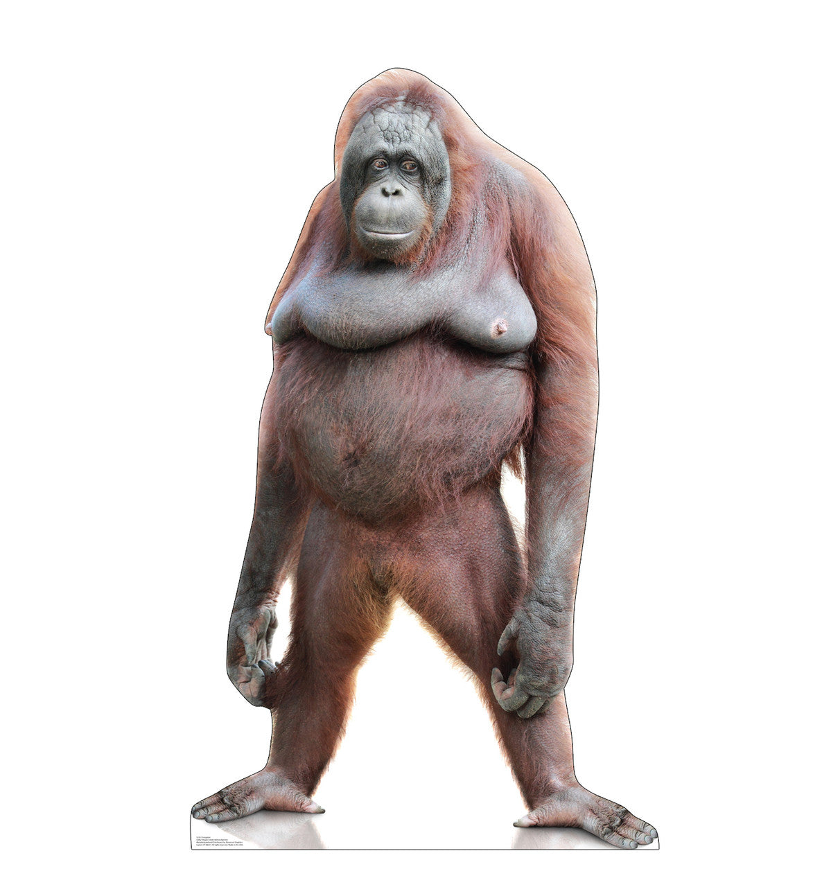 Orangutan