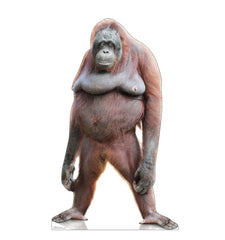 Orangutan