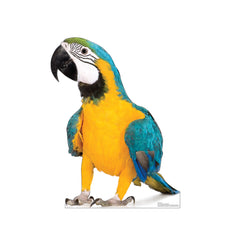Parrot