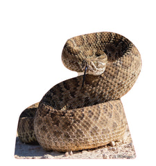 Rattlesnake