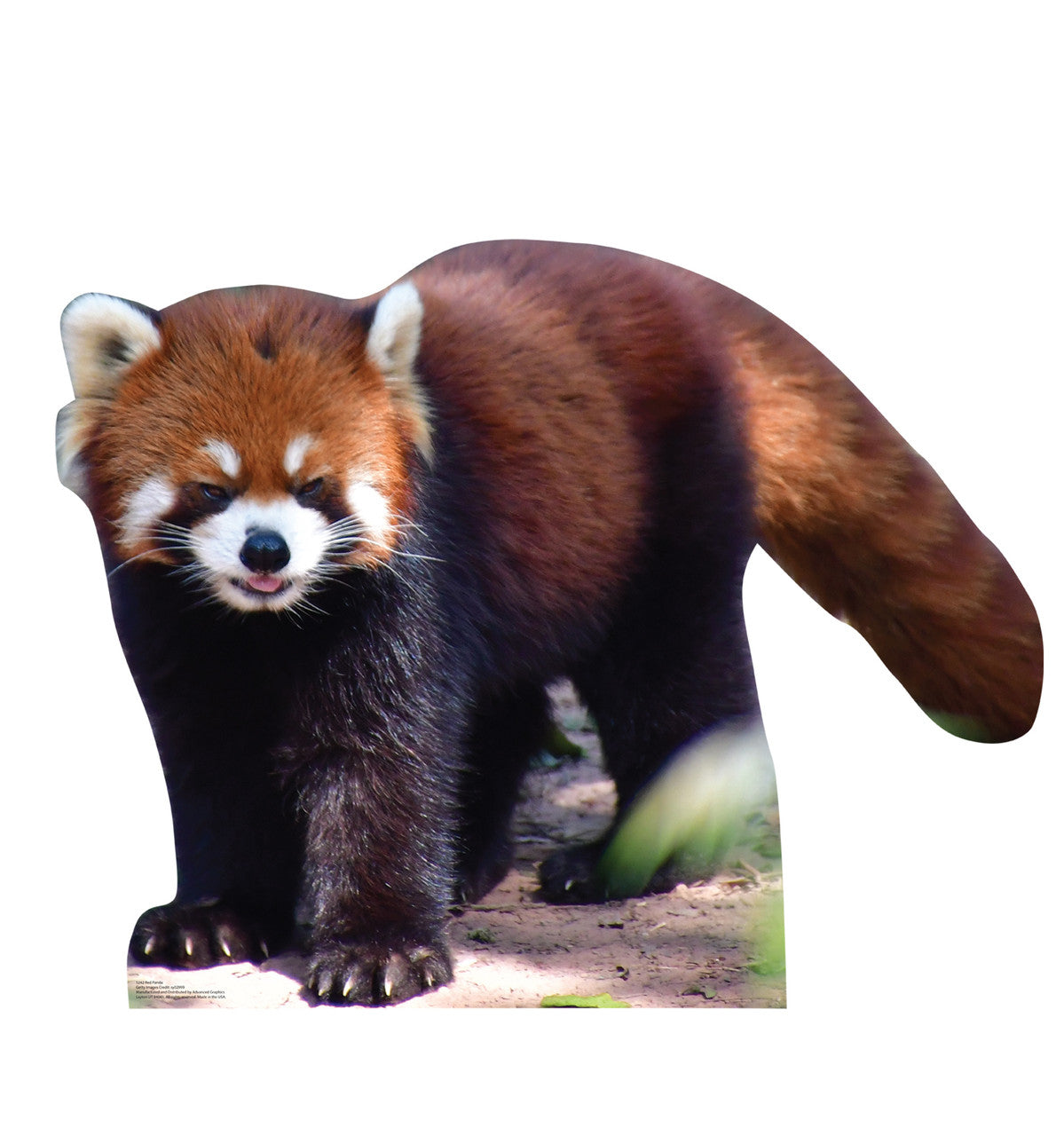 Red Panda