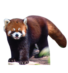 Red Panda
