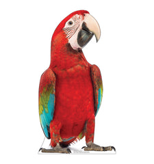 Red Parrot