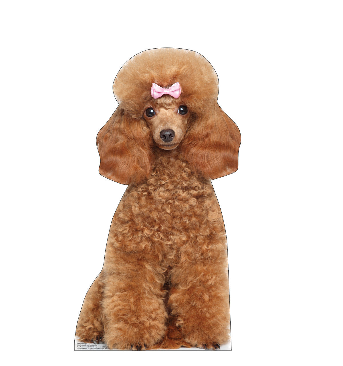 Toy Poodle