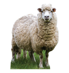 Sheep