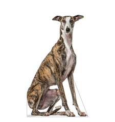 Greyhound Dog