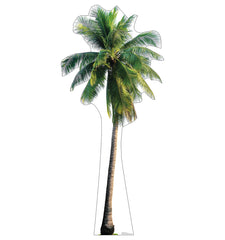 Tropical Palm Tree