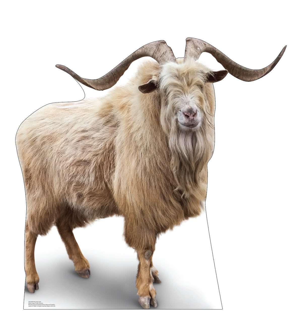 Wild Mountain Goat