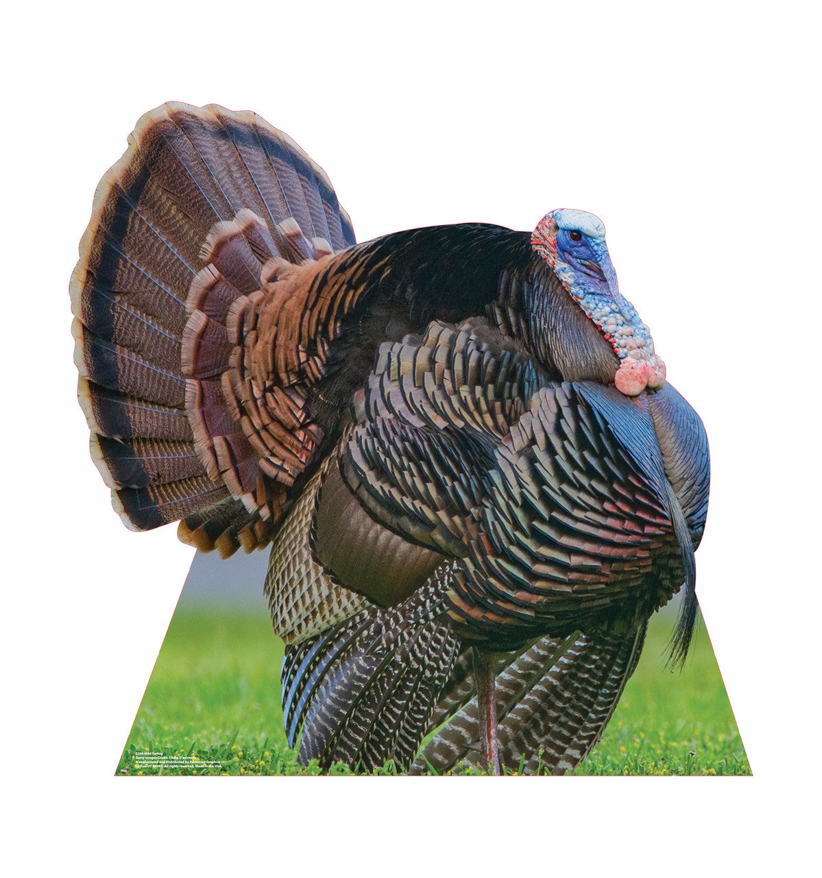 Wild Turkey