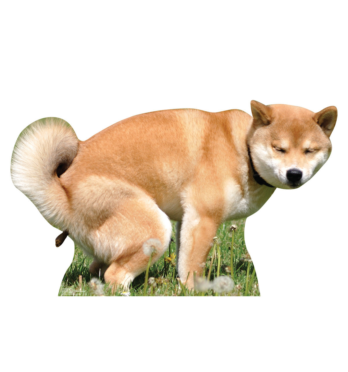 Pooping Dog