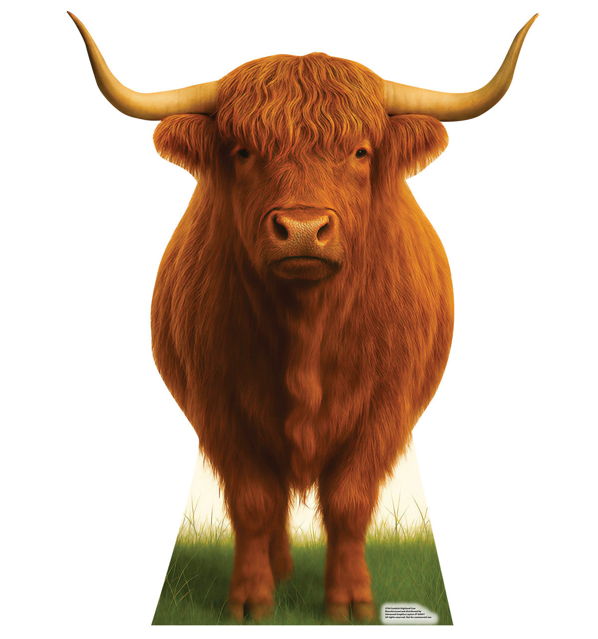 Scottish Highland Cow